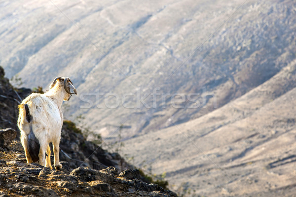 wild goats in the mountains of Lanzarote Stock photo © meinzahn