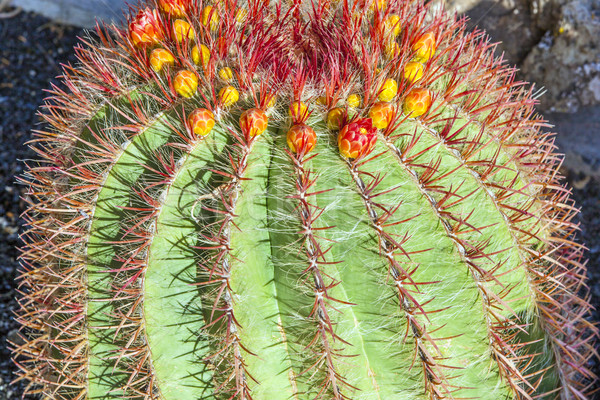 Espagne or baril cactus nature jardin Photo stock © meinzahn