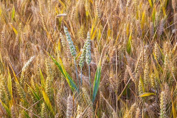 Kukurydza dziedzinie szczegół złoty żywności charakter Zdjęcia stock © meinzahn