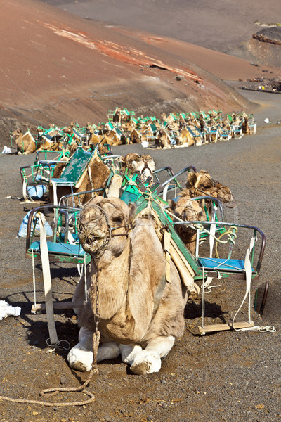 camels at Timanfaya national park wait for tourists for a guided Stock photo © meinzahn