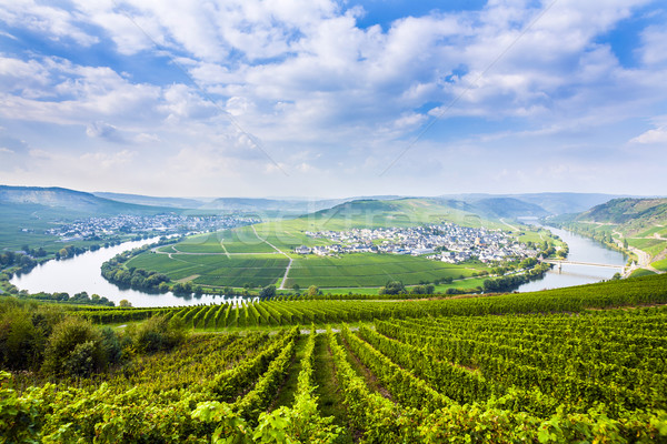 famous Moselle Sinuosity with vineyards Stock photo © meinzahn