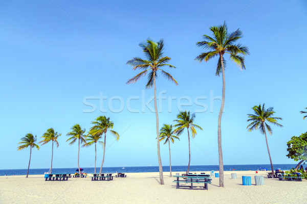 Belo fort lauderdale praia tropical coco árvores Foto stock © meinzahn