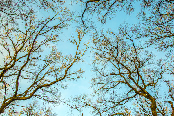 Silhuetas carvalho árvores céu madeira floresta Foto stock © meinzahn