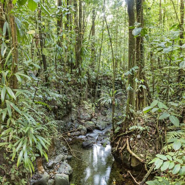 Denso selva pequeno enseada parque Dominica Foto stock © meinzahn