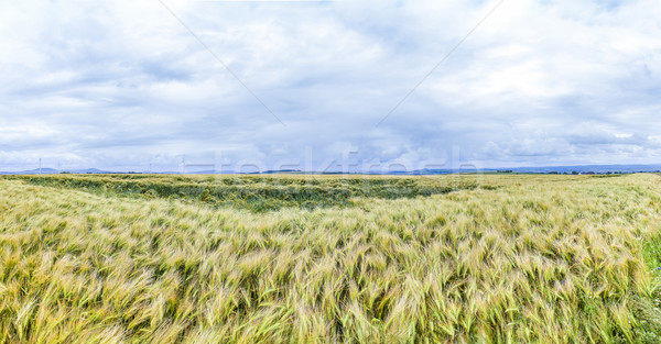 Wide landscape with some trees in the Eifel Stock photo © meinzahn