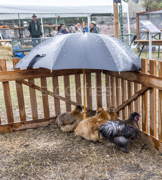 Stock photo: three chicken under an umbrella in heavy rain