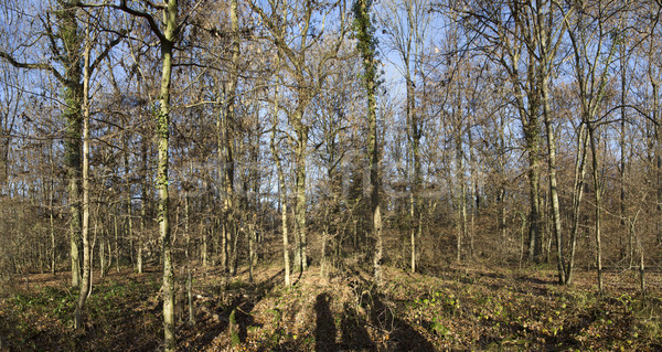 Ochtend eiken bos zonnestraal tijd boom Stockfoto © meinzahn