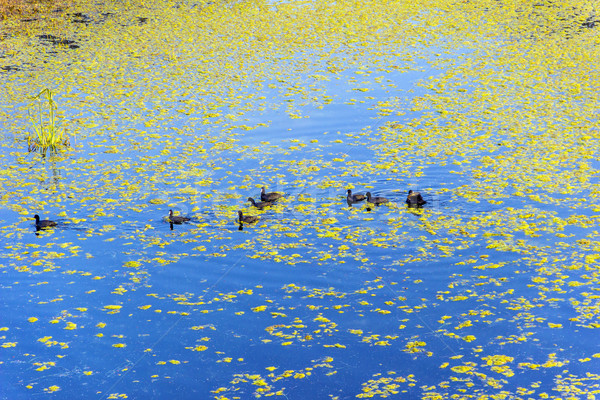 Fésű úszik tó park India család Stock fotó © meinzahn