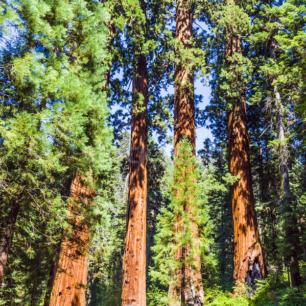 famous big sequoia trees Stock photo © meinzahn