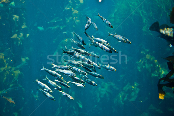 flock of silver fishes in the sea Stock photo © meinzahn