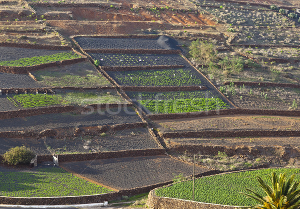 fields in rural hilly area in Lanzarote  Stock photo © meinzahn