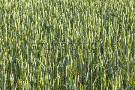 Zielone dziedzinie summertime głowie kukurydza liści Zdjęcia stock © meinzahn