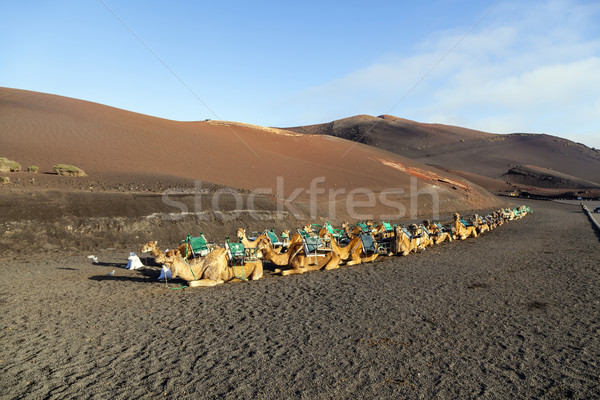 camels at Timanfaya national park in Lanzarote wait for tourists Stock photo © meinzahn