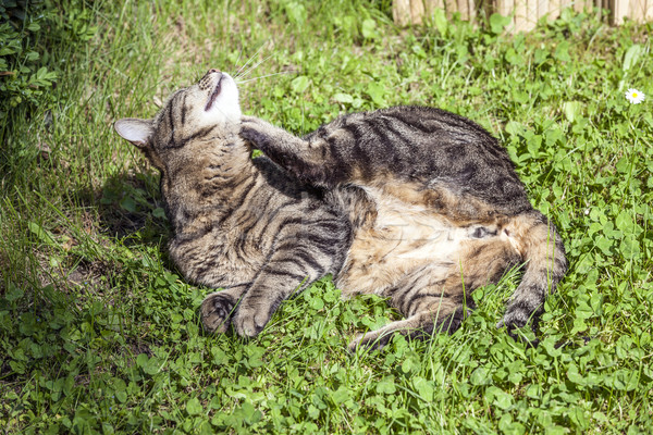Foto stock: Cute · gato · vida · aire · libre · jardín · hierba