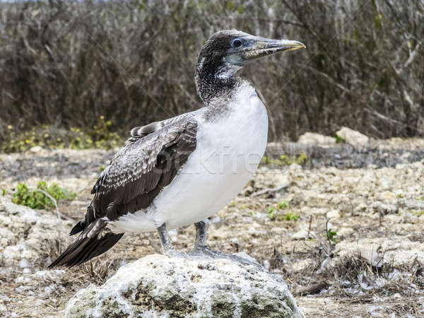 Foto stock: Ilha · norte · natureza · pena · aves