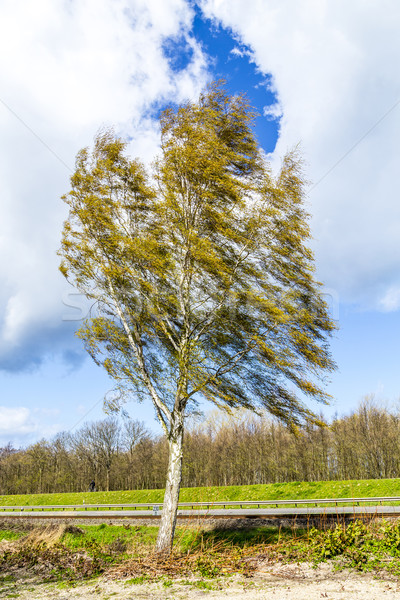 Foto d'archivio: Betulla · albero · piccolo · strada · nubi · mare