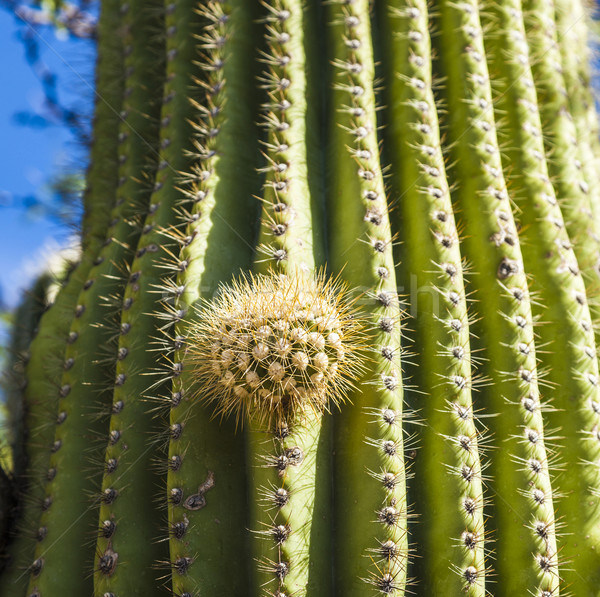 Mooie landschap groene hemel natuur vruchten Stockfoto © meinzahn