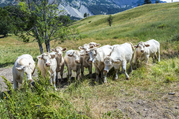 grazing cows in the french alps   Stock photo © meinzahn