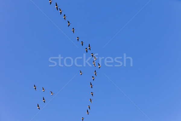 Aves cielo cielo azul fondo aves negro Foto stock © meinzahn