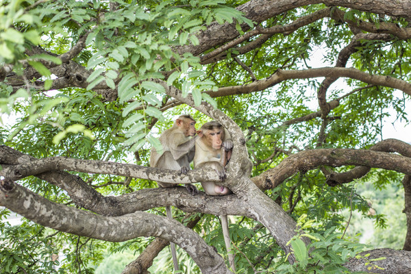 Macacos árvores amor animais Índia Foto stock © meinzahn