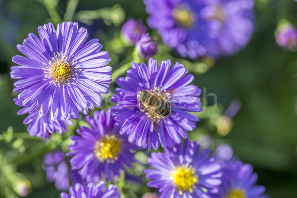 Ibolya ősz méh keres virágpor Stock fotó © meinzahn