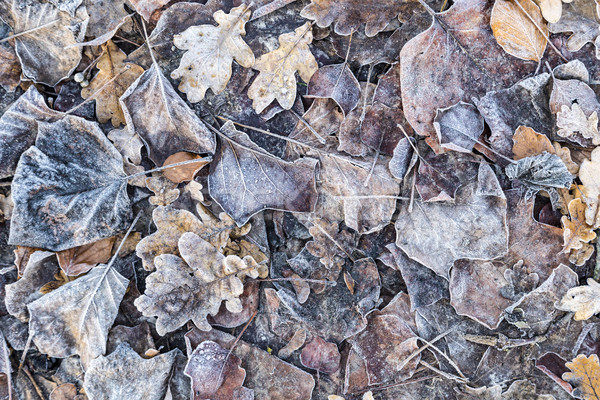 autumn oak leaves with frost  Stock photo © meinzahn