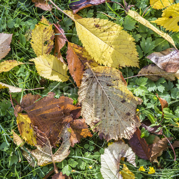 leaves in indian summer colors on grass Stock photo © meinzahn