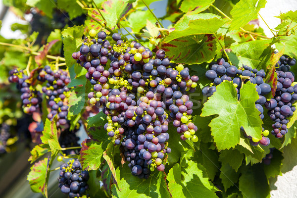 Grapes prosper well at the housewall  Stock photo © meinzahn