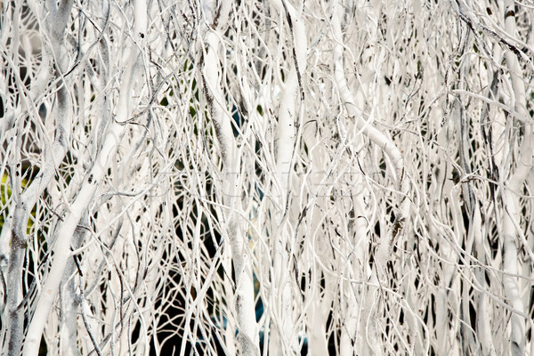 white painted branches give a harmonic background with chrismas  Stock photo © meinzahn