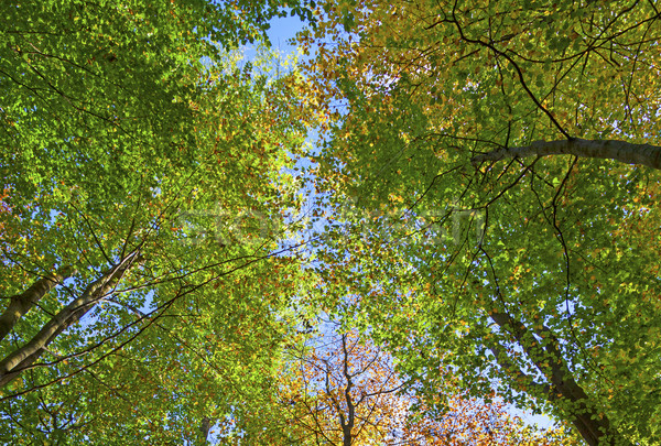 crown of oak trees in autumn Stock photo © meinzahn