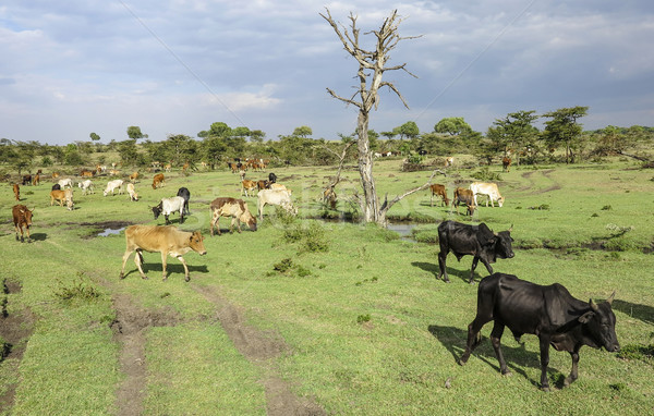 animals in Masai Mara National Park. Stock photo © meinzahn