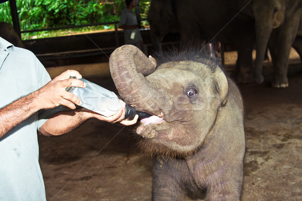feeding elefant baby with milk Stock photo © meinzahn