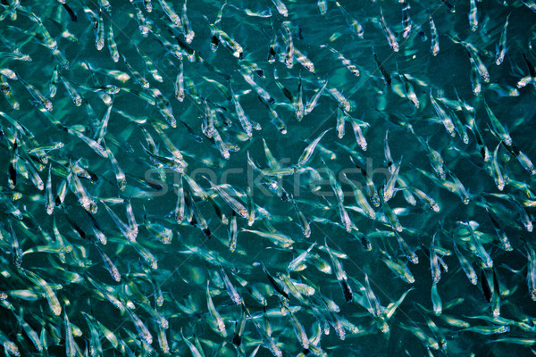small fishes in a shoal in the sea of Thailand  Stock photo © meinzahn