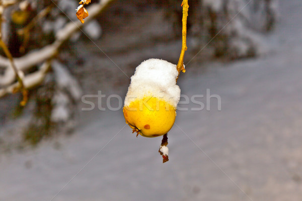 Rijp appels opknoping tak gedekt eerste Stockfoto © meinzahn