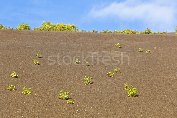 sparse vegetation on volcanic hills in Timanfaya National Park w Stock photo © meinzahn