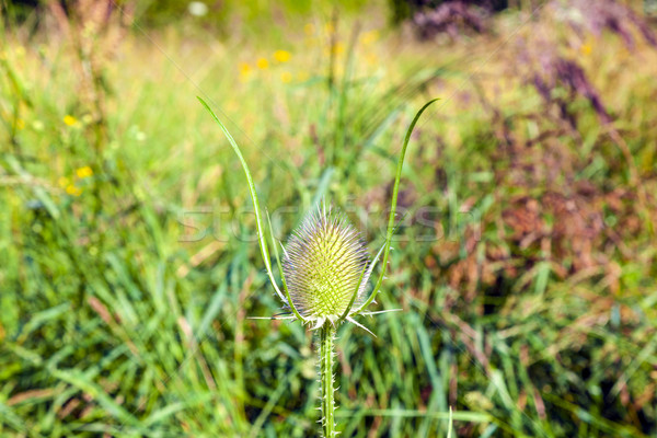 beautiful thistle in the meadow Stock photo © meinzahn