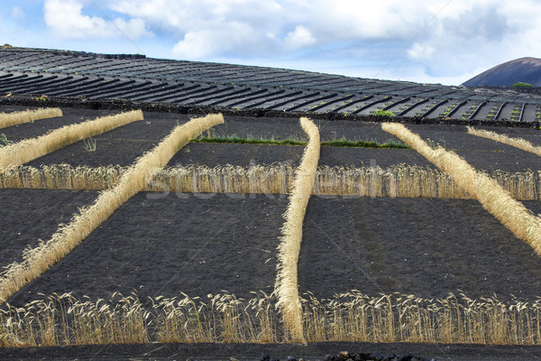 field on volcanic soil with golden row of corn in Lanzarote Stock photo © meinzahn
