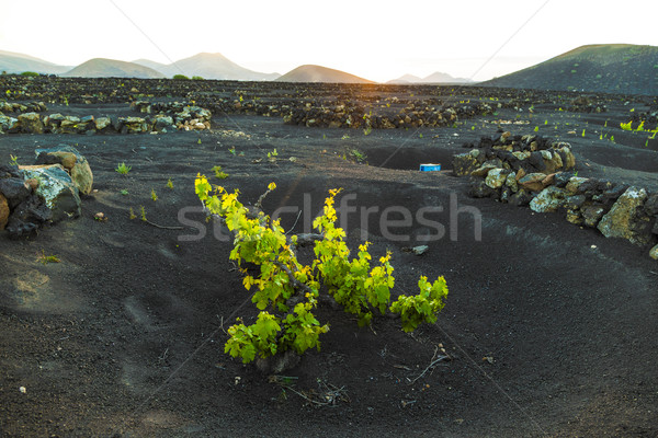 Mooie druif planten groeien vulkanisch bodem Stockfoto © meinzahn