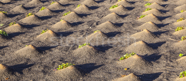Stock photo: pattern of field with vegetables growing on volcanic earth