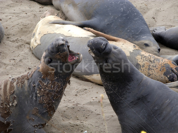 male sealion at the beach Stock photo © meinzahn