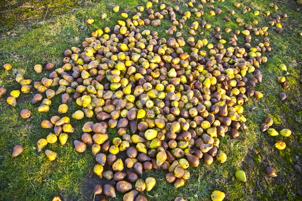 windfall fruits on the meadow at a fruit farm Stock photo © meinzahn