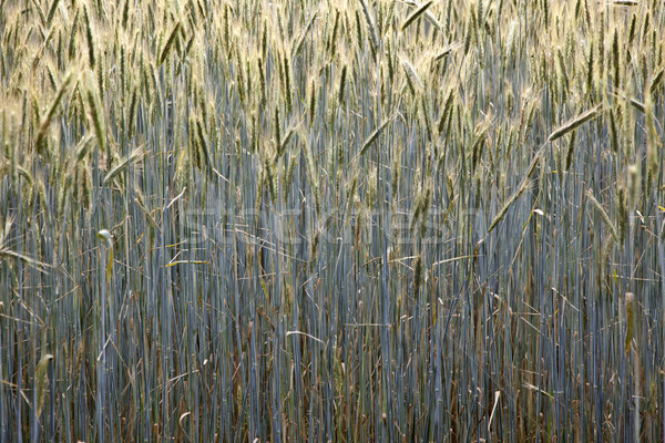 Kukurydza dziedzinie oszczep piękna wody liści Zdjęcia stock © meinzahn