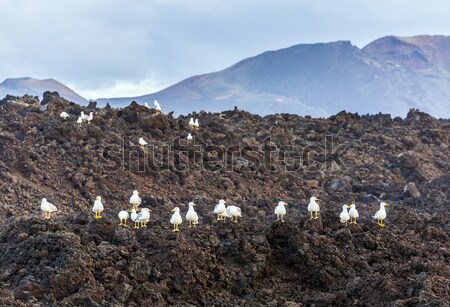 seagulls sitting on volcanic stones Stock photo © meinzahn