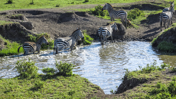 zebras in Masai Mara national park look for a water hole  Stock photo © meinzahn