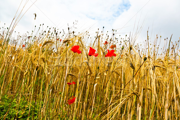 Stock photo: Poppy flowers with blue sky and clouds on the meadow