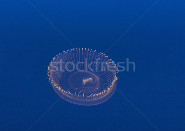 jelly fish in the blue sea Stock photo © meinzahn