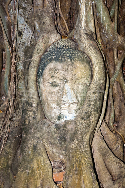 buddhas head in Mahathat temple in Ajutthaya is covered by roots Stock photo © meinzahn