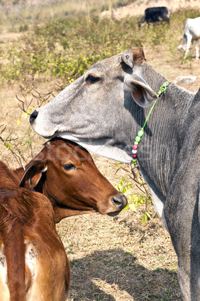 Mutter Kuh jungen ruhend Bereich Frühling Stock foto © meinzahn