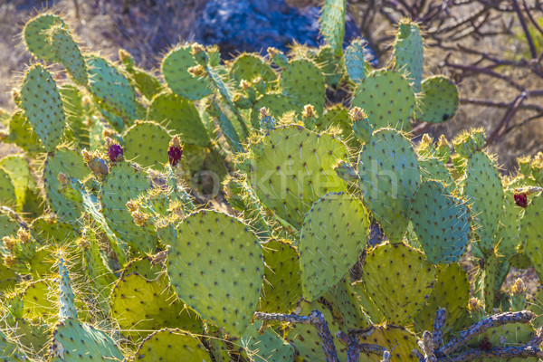 sunset with beautiful green cacti in landscape  Stock photo © meinzahn