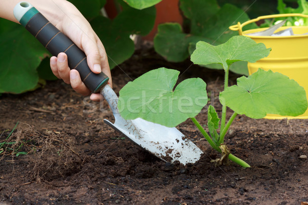 [[stock_photo]]: Croissant · squash · plantes · jardin · feuille